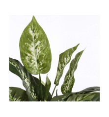 Pianta Decorativa Mica Decorations Dieffenbachia Dieffenbachia Verde PVC (15,7 x 70 cm)